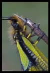 libelloides