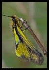 libelloides