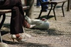 Focus scarpa