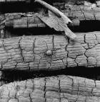 Analogica, copia unica stampata a mano con processo conservativo su carta baritata.
Anno ripresa:1982 - Anno stampa:2004 - Misure:49.2x48.0
Hasselblad 500 ELM - Ilford FP4