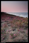 Purple beach