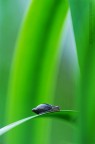 Quello che apre la macro fotografia (anche se spesso sarebbe pi corretto parlare di fotografia ravvicinata),  veramente un mondo fantastico.

Guradando questa scena mi pareva di essere Alice nel paese delle meraviglie :-D

Ciao

Gerardo