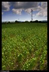 CHE NE SAI TU DI UN CAMPO DI GRANO-CAMPO ELETTRICO