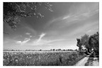 Primavera
