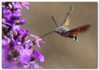 Macroglossum stellatarum. Macroglossum stellatarum.