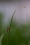 Sampei