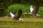 In tandem