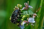 Cetonide su fiore bianco