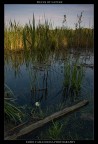pieces of nature