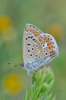 Farfalla