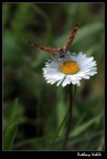 farfalla