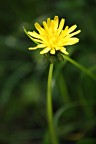 Il... giallo