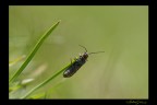 f 3.5 s 1.320, iso 200