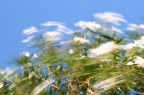 Immagine impressionista in una giornata ventosa