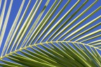 Ho tentato una inquadratura diversa per dare evidenza al
contrasto tra il cielo e la foglia