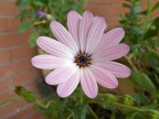 Prova macro della mia fotocamera....