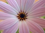 Funzione "Super macro"