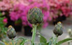 Il re dei fiori