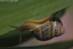 Contorsionista