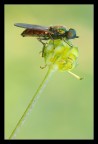 Chloromyia formosa