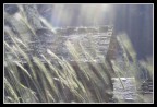 Scattata a Bosco Gurin, piccola ma piacevole localit dell'alta Vallemaggia, nel canton Ticino (CH).
Con questo scatto provo a riprodurre l'atmosfera d'incanto che circonda il villaggio, immerso nelle verdi montagne svizzere