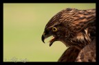 Aquila