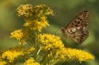 Issoria lathonia
