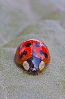 PRIMA MACRO 2009