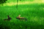 Lepri selvatiche in ambiente naturale