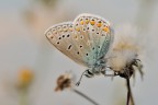 Farfalla