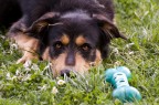 Faccio sempre fatica a ritrarre gli animali in movimento, non colgo l'attimo in tempo. qui credo di avercela fatta e aver colto l'attimo che mi piace