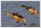 Germani in volo - Camargue