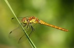 Ancora Libellula.