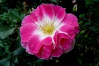 tempo di rose III