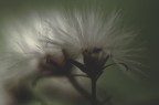 Il Fantasma Del Fiore