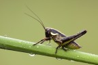 grillo
