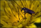 MicroMacro..