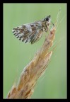 Farfalla