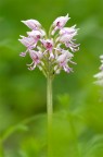 Orchidea