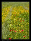 Fotografia appartenente ad una serie di scatti eseguiti in una giornata primaverile tentando il pi possibile di dare un'effetto simile allo stile pittorico dell'impressionismo.

Olympus e-520 + Zuiko 40-150 a 70 mm F\8 1\200 s ISO 100

Commenti, pareri e critiche sempre ben accetti (purtroppo ho dovuto ridurre un bel po' la qualit per poterla uplodare :-( )