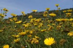 campo fiorito