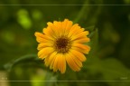 unFiore