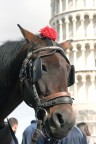 Un Cavallo davanti alla Torre di Pisa