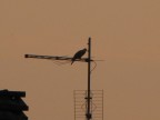 Super graditi commenti, critiche e consigli.
Scatto effettuato al tramonto con la Canon PowerShot SX10is.
Zoom 59x, S 1/640, f 5.7, lf 100mm. Senza ritocchi.