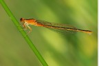 damigialla