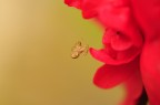 Il ragno e l'azalea