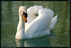 Cigno Reale