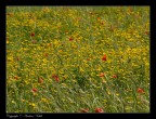 Fotografia appartenente ad una serie di scatti eseguiti in una giornata primaverile tentando il pi possibile di dare un'effetto simile allo stile pittorico dell'impressionismo.

Fotografia scattata con Olympus e-520 e Zuiko  40-150 1 150mm F\8 1/400s ISO: 100

Pareri, commenti, consigli e critiche sempre ben accetti :-)

Grazie
   Andrea