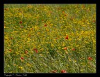 Fotografia appartenente ad una serie di scatti eseguiti in una giornata primaverile tentando il pi possibile di dare un'effetto simile allo stile pittorico dell'impressionismo.

Fotografia scattata con Olympus e-520 e Zuiko  40-150 1 150mm F\8 1/400s ISO: 100

Pareri, commenti, consigli e critiche sempre ben accetti :-)

Grazie
   Andrea