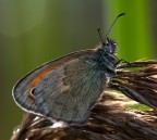Bollicina ..